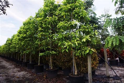 michelia champaca tree for sale.